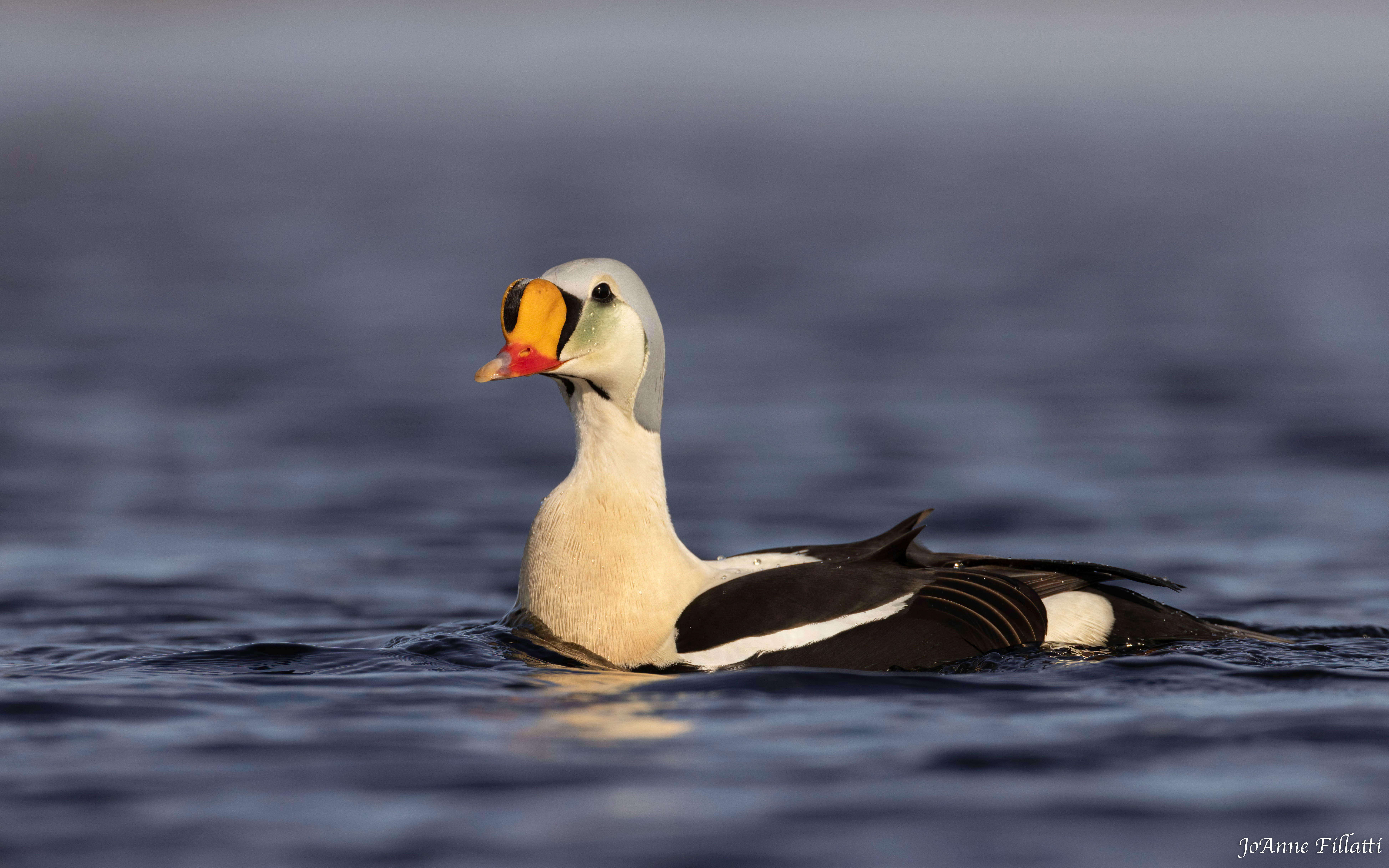 bird of Utqiagvik image 2